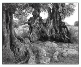 olive_trees_collection_fine_art_vlaikos