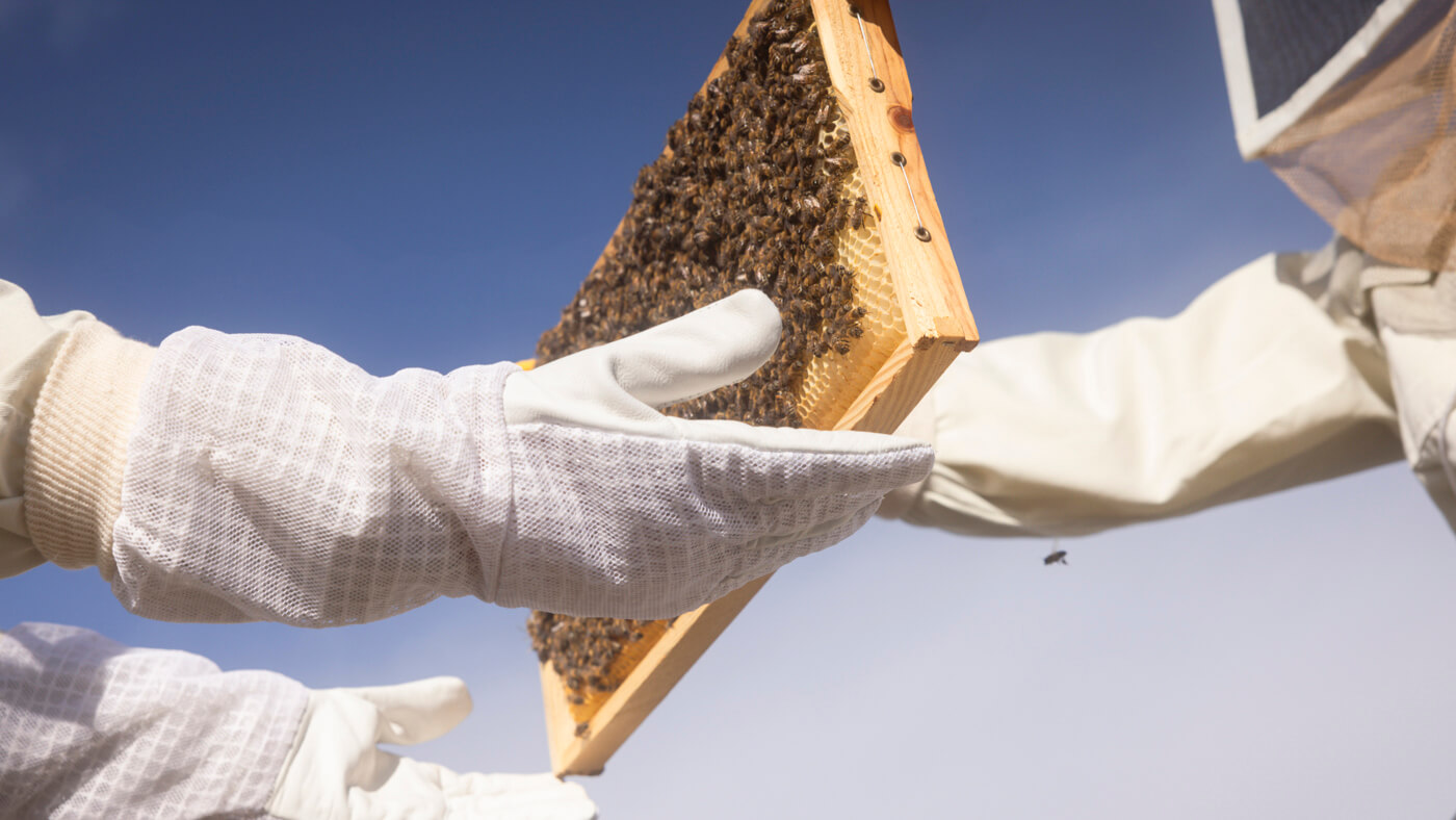 Bee_louis_beekeeper_honey_by_Dimitris_Vlaikos_portrait_advertising_photographer_athens_greece