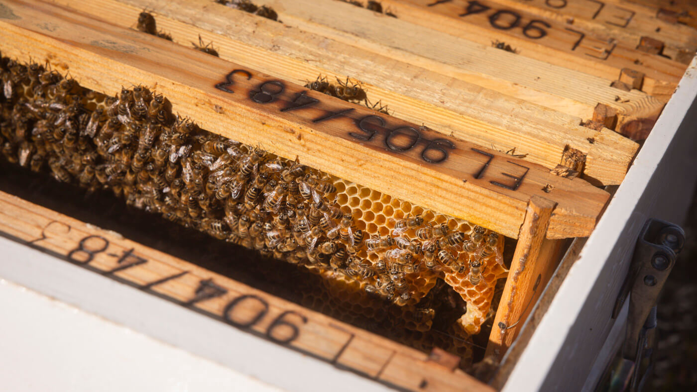 Bee_louis_beekeeper_honey_by_Dimitris_Vlaikos_portrait_advertising_photographer_athens_greece